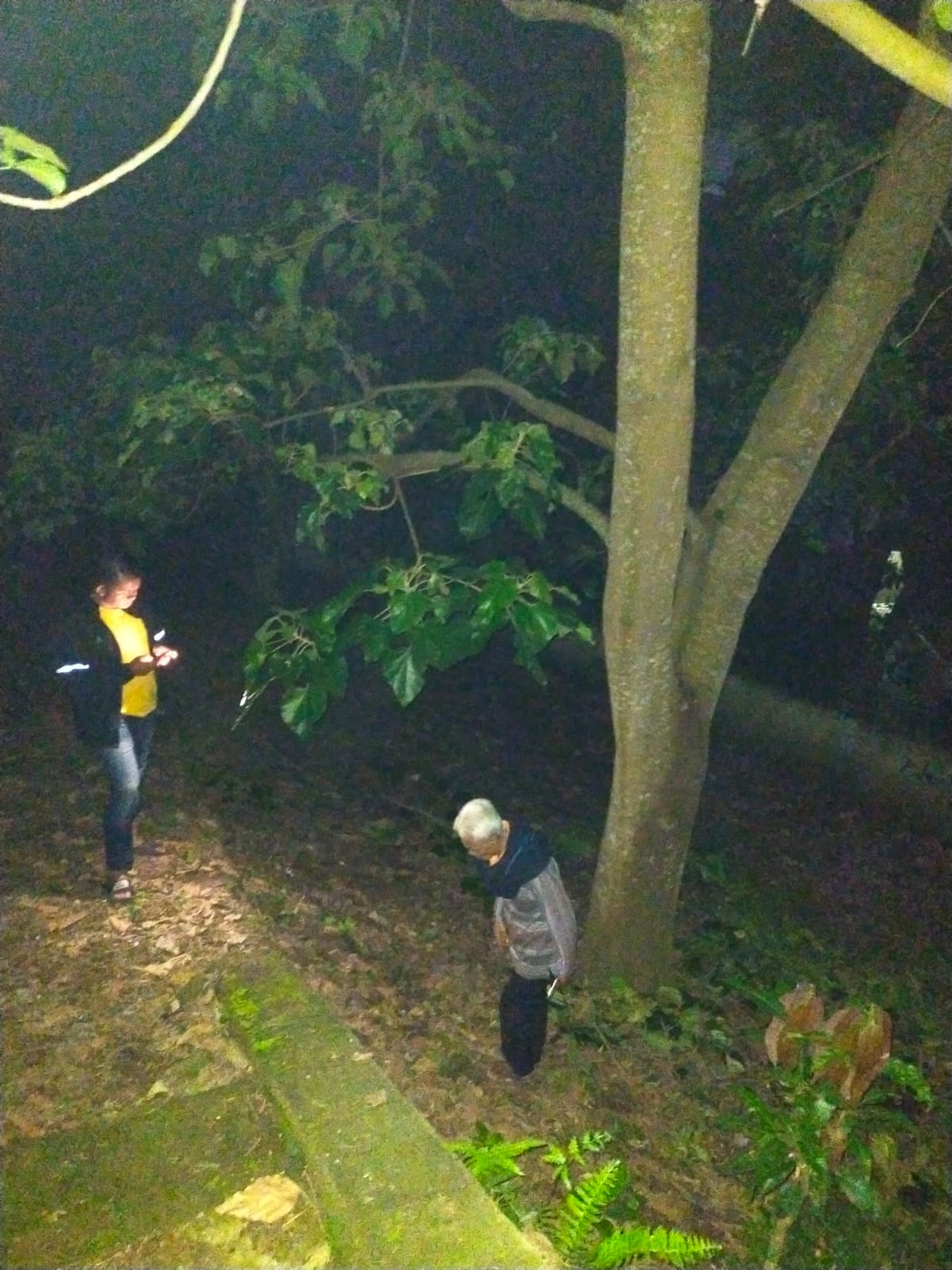 Begini Nasib Seorang Pria di Garut yang Terjatuh dari Pohon Muncang